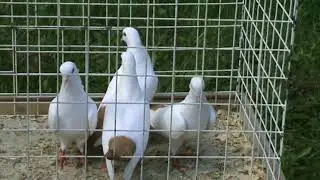 21 07 18 Ярмарка голубей в Переславле