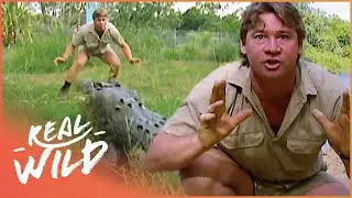 Steve Irwin Faces A Massive Saltwater Crocodile In Australia | Crocs Down Under | Real Wild
