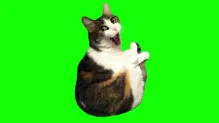 Angry Cat Memes Green Screen Copyright Free Videos Free Download