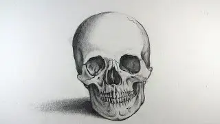 How to Draw a Realistic Skull: Narrated Step by Step