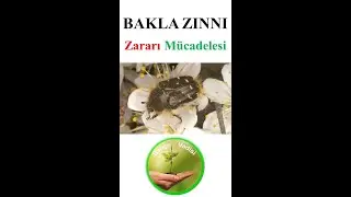 Bakla Zınnı Zararı ve Önlemler