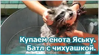 Купаем енота Яську. Батл с чихуашкой [№45]
