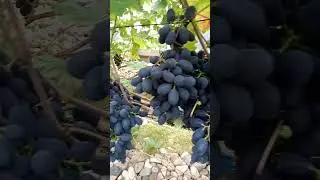 Виноград Краса балок