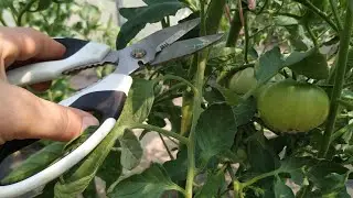 НЕ УДАЛЯЙТЕ ПАСЫНКИ У ТОМАТОВ ПОКА НЕ ПОСМОТРИТЕ ЭТО ВИДЕО! УСКОРИТЕЛЬ РОСТА РАСТЕНИЙ