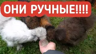 Как приучить кур к рукам. День 6.