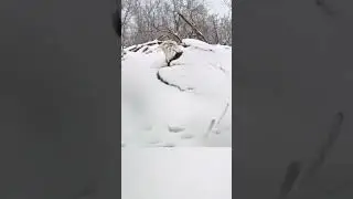 ¡Águila calva se levanta después de la nevada! 🦅❄️ #Naturaleza #FYP #Viral