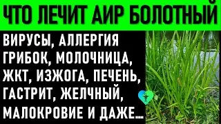 Вся мощь Природы: Аир Болотный. Применение от гастрита, аллергии, молочницы, для ЖКТ, Печени,