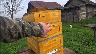 Как перезимовать на трёх рамках