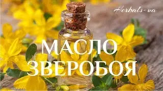 Масло зверобоя | Лучшее средство от ран и ушибов