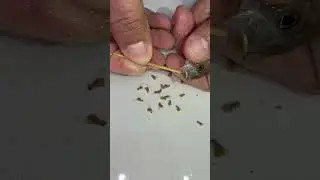 Ahli fish gives birth to 55 baby fish. 💪😍👍🙏 #fish #aquariumfish #asmr