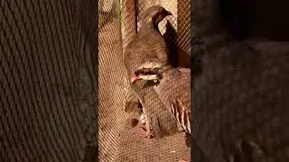 Pakistani National bird chukar #chukarpartridge #shorts