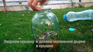 КАК СДЕЛАТЬ ТЕРРАРИУМ! Terrarium yasash