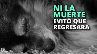 El extraño caso de Fiora y su perro Dante, ni la muerte pudo evitar que regresara con ella