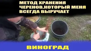 Как хранить срезанные черенки винограда до весны в погребе