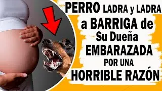 Perro No Paraba De Ladrar A La Barriga De Su Dueña Embarazada. Luego Se Descubre La Terrible Razón