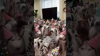 What would your dog do if they came home to this?