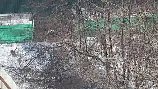 Росомаху выпускают из бокса в карантинный вольер