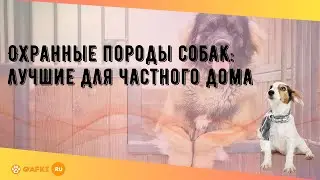 Охранные породы собак: лучшие для частного дома