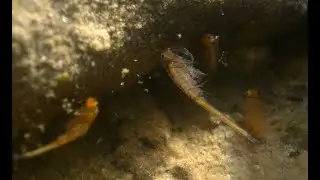 Winter Fairy Shrimp at Red Rock Canyon National Conservation Area