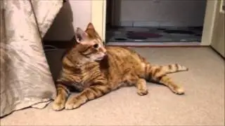 Açlıktan MAMA diyen ibretlik kedi .)