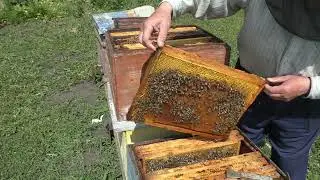 СЛАБЫШИ. прошло ещё 12 дней.ч.7