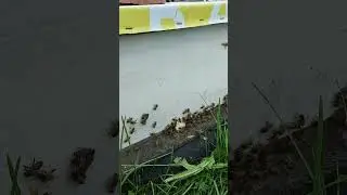 пчелиное воровство - напад пчёл 