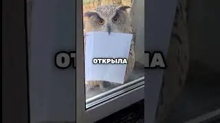 Эта сова принесла что-то неожиданное 😮