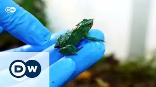 Chile: Saving Darwins frog | Global 3000