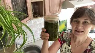 Нашла чистотел под черемухой. Целебное масло с чистотелом двумя способами.