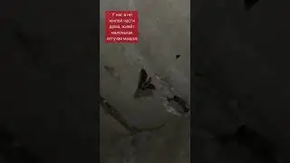 Навестили Нашу  летучую мышку 