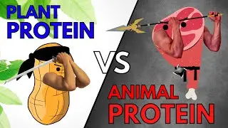 Animal Protein vs Plant Protein | Quality, Longevity & Muscle Growth