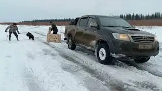 В Томпонском районе отловили медвежонка