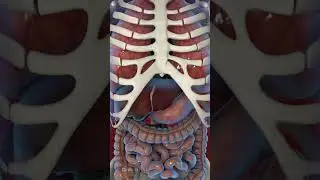 What Happens When You Don't Eat for a Week (FASTING)