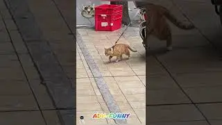 Amazing funny cats moon walk