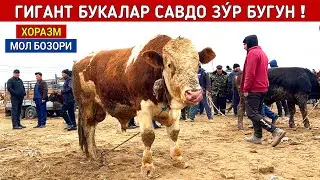ХОРАЗМ МОЛ БОЗОРИ ГИГАНТ БУКАЛАР САВДО ЗУ́Р БУ́ЛДИ БУГУН !!! ХОРАЗМ БОЗОР