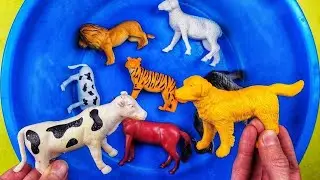 Teach Animals in English Kangaroo Swan Skunk Cow Porpoise Developmental Cartoons for Children