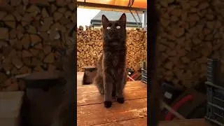 Любит сметану, а сметана любит её 😆
