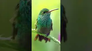 Cómo fotografiar colibríes 🐤 #wildlifephotography #fotografiadeaves