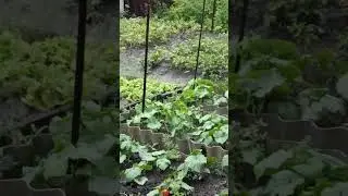 Как долго мы ждали его! Мой огород!