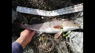 Красный Барабан!  Redfish или Red Drum Рыбалка на Флориде