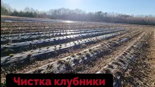 КАК ПРАВИЛЬНО ЧИСТИТЬ КЛУБНИКУ ВЕСНОЙ ЧТО БЫ ПОЛУЧИТЬ ХОРОШИЙ УРОЖАЙ И НЕ ИСПОРТИТЬ КУСТЫ