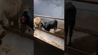 Янги партия келди