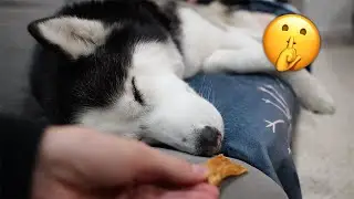 Trying Funny TikTok Trends On My Huskies!