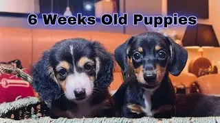 6 weeks old puppies! | Dachshund puppies | 1 1/2 months old puppies