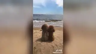 Милые котики /Смешные собачки/ Ржачные животные