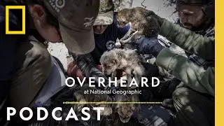 A Mexican Wolf Pup’s Journey into the Wild | Podcast | Overheard at National Geographic