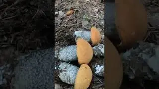 ЭТО НАХОДКА ДНЯ! ОЧЕНЬ РЕДКАЯ И КРАСИВАЯ СЕМЕЙКА ТОЛСТОНОГИХ ПОДОСИНОВИКОВ