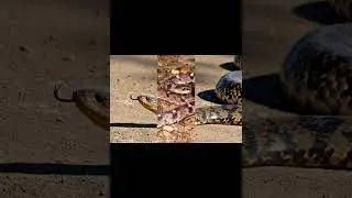 Большеглазый капюшонный уж