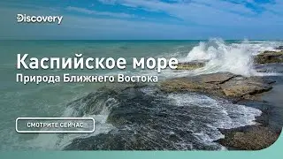 Каспийское море | Природа Ближнего Востока | Discovery