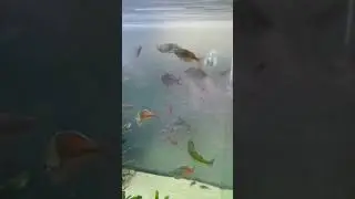 [из 2022] Радужница Неоновая и Радужница Боэсмана🐠 